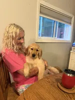 Blue, a male Golden Retriever for sale in Greenfield, OH – 6 of 10
