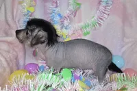 Lucy, a female Chinese Crested and Yorkshire Terrier for sale in Fair Grove, MO – Photo 4 of 5