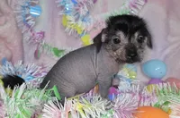 Lucy, a female Chinese Crested and Yorkshire Terrier for sale in Fair Grove, MO – Photo 2 of 5