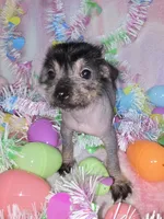 Lucy, a female Chinese Crested and Yorkshire Terrier for sale in Fair Grove, MO – Photo 1 of 5