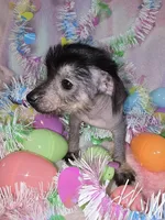 Lucy, a female Chinese Crested and Yorkshire Terrier for sale in Fair Grove, MO – Photo 5 of 5