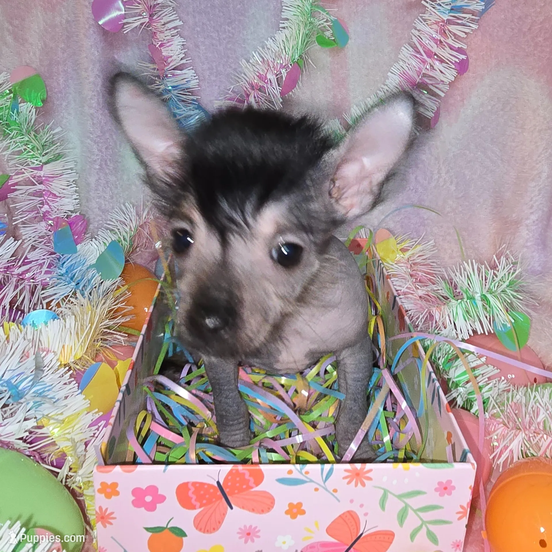 Huxley, a male Chinese Crested and Yorkshire Terrier for sale in Fair Grove, MO – Photo 6 of 6