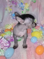 Huxley, a male Chinese Crested and Yorkshire Terrier for sale in Fair Grove, MO – Photo 5 of 6