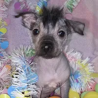 Tucker, a male Chinese Crested and Yorkshire Terrier for sale in Fair Grove, MO – Photo 5 of 5