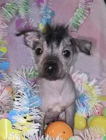 Tucker, a male Chinese Crested and Yorkshire Terrier for sale in Fair Grove, MO – Photo 5 of 5