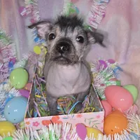 Tucker, a male Chinese Crested and Yorkshire Terrier for sale in Fair Grove, MO – Photo 1 of 5