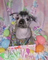 Tucker, a male Chinese Crested and Yorkshire Terrier for sale in Fair Grove, MO – Photo 1 of 5