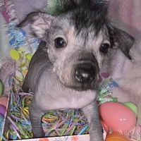 Tucker, a male Chinese Crested and Yorkshire Terrier for sale in Fair Grove, MO – Photo 2 of 5
