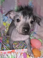 Tucker, a male Chinese Crested and Yorkshire Terrier for sale in Fair Grove, MO – Photo 2 of 5