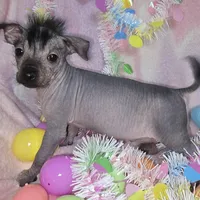 Tucker, a male Chinese Crested and Yorkshire Terrier for sale in Fair Grove, MO – Photo 3 of 5