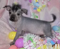 Tucker, a male Chinese Crested and Yorkshire Terrier for sale in Fair Grove, MO – Photo 3 of 5