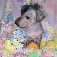 Tucker, a male Chinese Crested and Yorkshire Terrier for sale in Fair Grove, MO – Photo 4 of 5