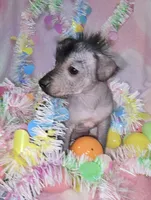 Tucker, a male Chinese Crested and Yorkshire Terrier for sale in Fair Grove, MO – Photo 4 of 5