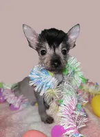 Huxley, a male Chinese Crested and Yorkshire Terrier for sale in Fair Grove, MO – Photo 1 of 6