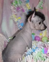 Huxley, a male Chinese Crested and Yorkshire Terrier for sale in Fair Grove, MO – Photo 2 of 6