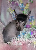 Huxley, a male Chinese Crested and Yorkshire Terrier for sale in Fair Grove, MO – Photo 3 of 6