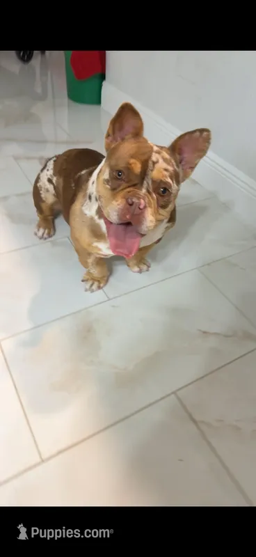 NALA, a female American Bully for sale in Bonita Springs, FL – Photo 1 of 5