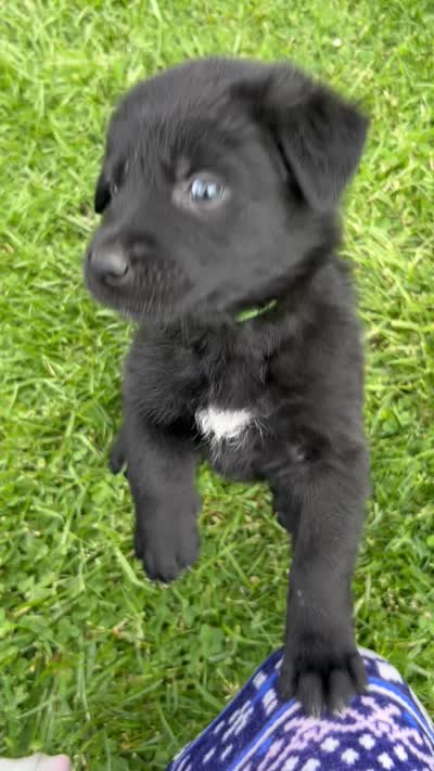 Green boy, a male German Shepherd Dog and Golden Retriever for sale in Elsmere, KY – 2 of 3