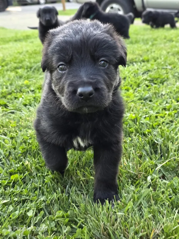 Green boy – German Shepherd Dog, Golden Retriever puppy for sale in Elsmere, KY