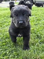 Green boy, a male German Shepherd Dog and Golden Retriever for sale in Elsmere, KY – 1 of 3