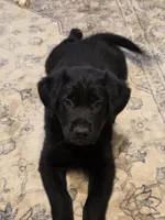 Blue boy , a male German Shepherd Dog and Golden Retriever for sale in Elsmere, KY – 3 of 7