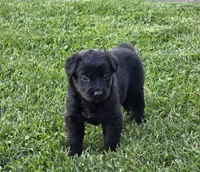 Pink girl, a female German Shepherd Dog and Golden Retriever for sale in Elsmere, KY – 2 of 4