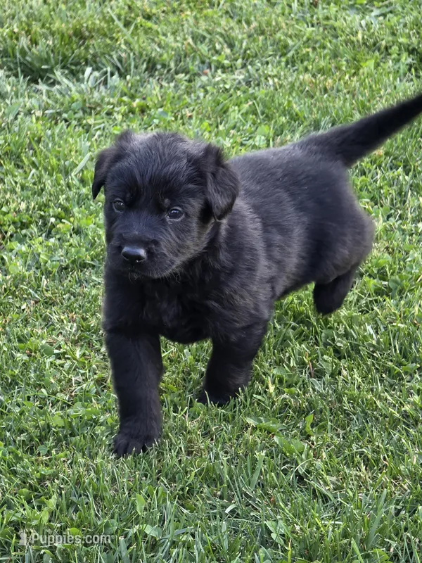 Pink girl – German Shepherd Dog, Golden Retriever puppy for sale in Elsmere, KY