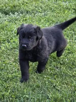 Pink girl, a female German Shepherd Dog and Golden Retriever for sale in Elsmere, KY – 1 of 4