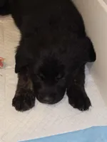 Purple girl, a female German Shepherd Dog and Golden Retriever for sale in Elsmere, KY – Photo 2 of 4