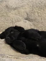Blue boy , a male German Shepherd Dog and Golden Retriever for sale in Elsmere, KY – 6 of 7