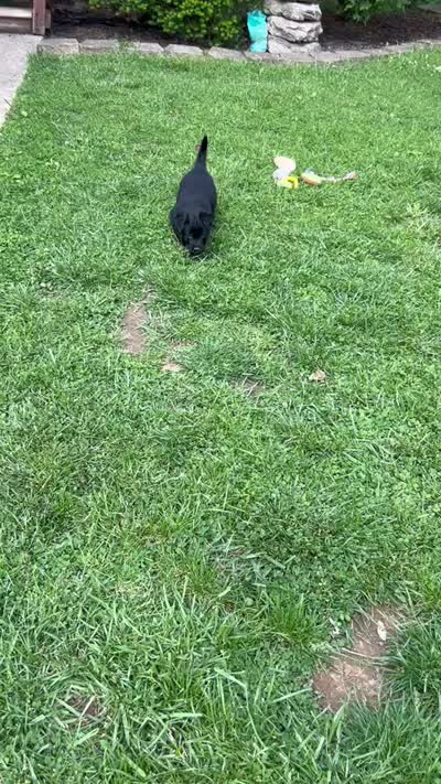 Pink girl, a female German Shepherd Dog and Golden Retriever for sale in Elsmere, KY – 3 of 4