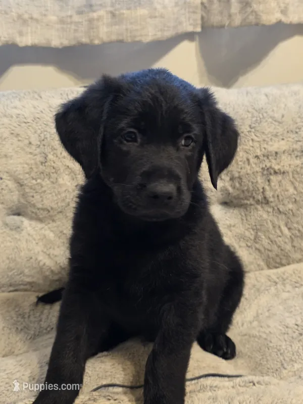 Blue boy , a male German Shepherd Dog and Golden Retriever for sale in Elsmere, KY – 1 of 7