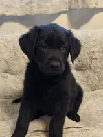 Blue boy , a male German Shepherd Dog and Golden Retriever for sale in Elsmere, KY – 1 of 7