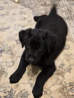 Blue boy , a male German Shepherd Dog and Golden Retriever for sale in Elsmere, KY – 5 of 7