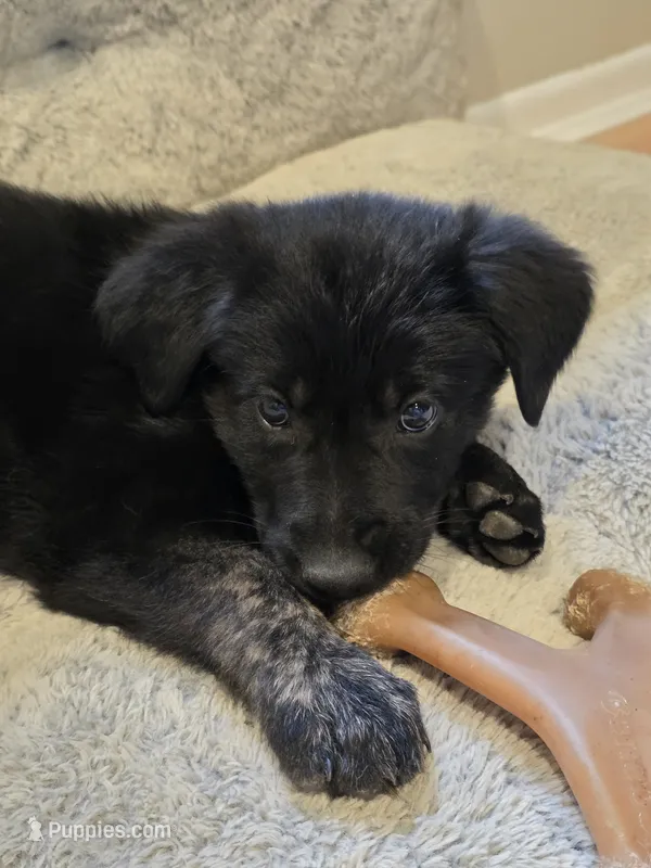 Purple girl – German Shepherd Dog, Golden Retriever puppy for sale in Elsmere, KY