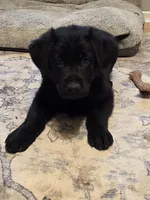Blue boy , a male German Shepherd Dog and Golden Retriever for sale in Elsmere, KY – 2 of 7