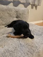 Blue boy , a male German Shepherd Dog and Golden Retriever for sale in Elsmere, KY – 7 of 7