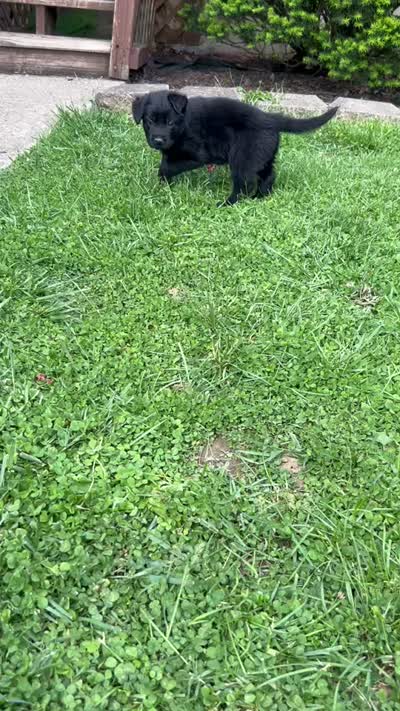 Pink girl, a female German Shepherd Dog and Golden Retriever for sale in Elsmere, KY – 4 of 4