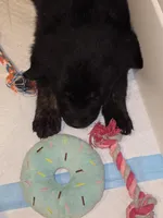 Purple girl, a female German Shepherd Dog and Golden Retriever for sale in Elsmere, KY – Photo 3 of 4