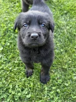 Purple girl, a female German Shepherd Dog and Golden Retriever for sale in Elsmere, KY – Photo 4 of 4