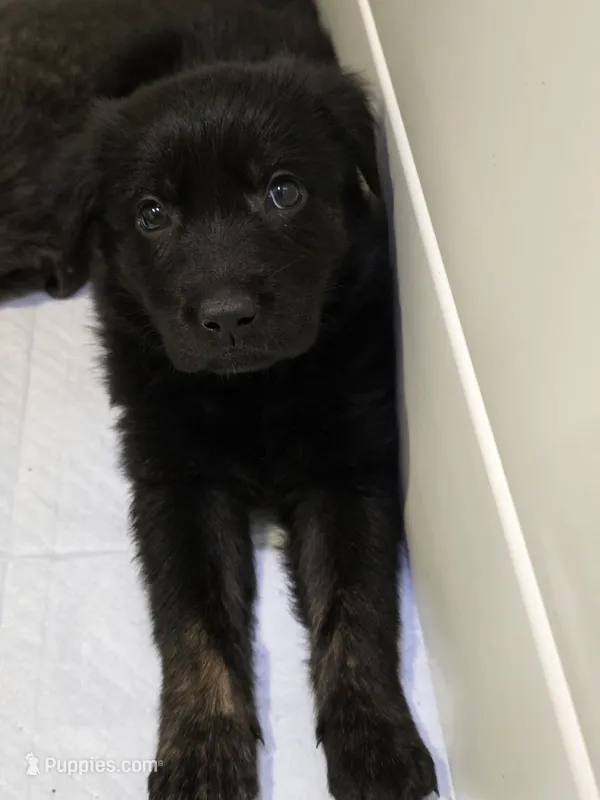 Purple girl – German Shepherd Dog, Golden Retriever puppy for sale in Elsmere, KY
