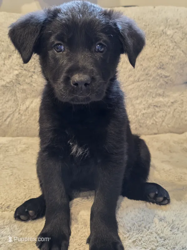 Pink girl – German Shepherd Dog, Golden Retriever puppy for sale in Elsmere, KY
