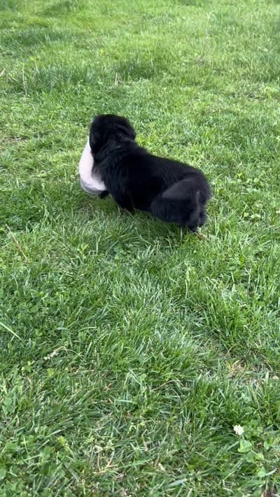 Green boy, a male German Shepherd Dog and Golden Retriever for sale in Elsmere, KY – 3 of 3