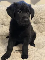 Blue boy , a male German Shepherd Dog and Golden Retriever for sale in Elsmere, KY – 4 of 7