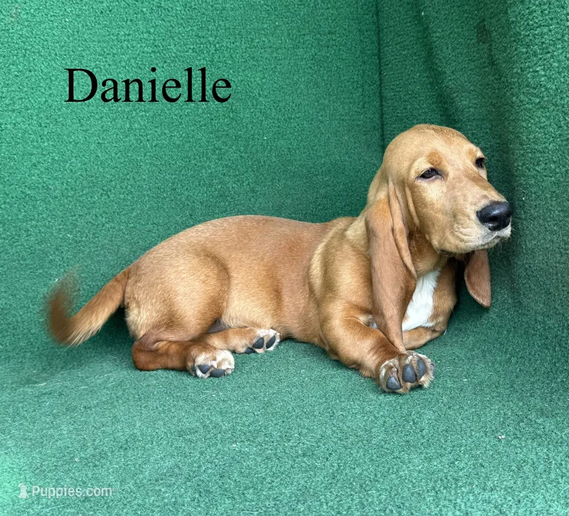 Danielle – Basset Hound puppy for sale in Nicholls, GA
