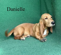 Danielle, a female Basset Hound for sale in Nicholls, GA – 1 of 9