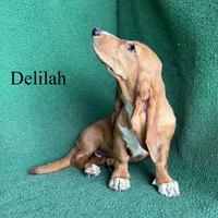 Delilah, a female Basset Hound for sale in Nicholls, GA – 5 of 10
