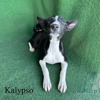 Kalypso, a female Basenji for sale in Nicholls, GA – 6 of 9