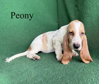 Peony, a female Basset Hound for sale in Nicholls, GA – 7 of 10