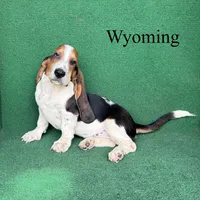 Wyoming, a male Basset Hound for sale in Nicholls, GA – 8 of 10